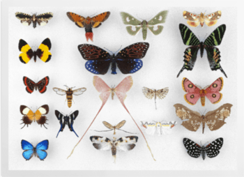 'Various Butterflies 1' Art Prints