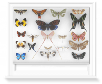 'Various Butterflies 1' Roller Blind