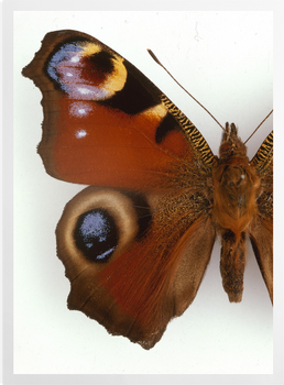 'Peacock Butterfly' Art prints