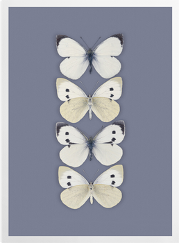 'Large White, Pieris Brassicae' Art prints