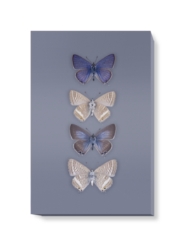 'Long-tailed Blue, Lampides Boeticus' Canvas wall art