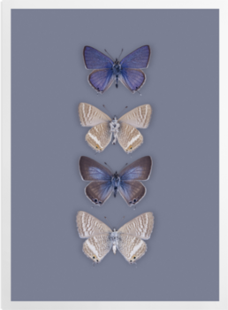 'Long-tailed Blue, Lampides Boeticus' Art prints