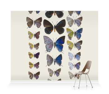 'Lycaenidae Hairstreak Butterflies' Wallpaper Mural