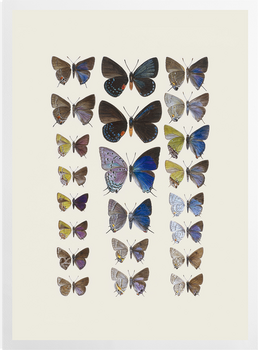 'Lycaenidae Hairstreak Butterflies' Art Prints