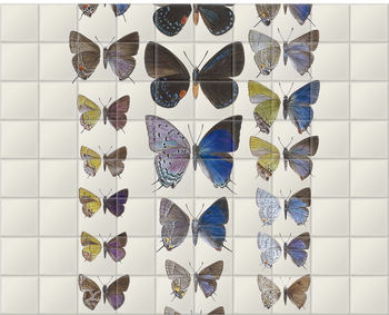 'Lycaenidae Hairstreak Butterflies' Ceramic Tile Mural