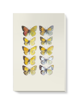 'Pieridae Clouded Yellow Butterflies' Canvas Wall Art