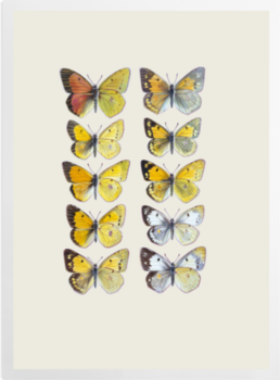 'Pieridae Clouded Yellow Butterflies' Art Prints