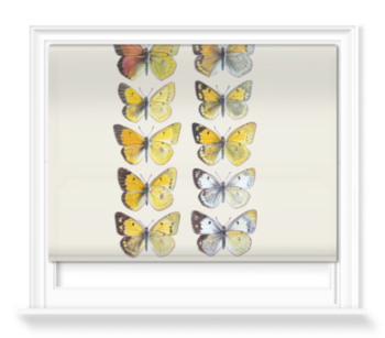 'Pieridae Clouded Yellow Butterflies' Roller Blind