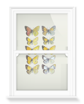 'Pieridae Clouded Yellow Butterflies' Decorative Window Film