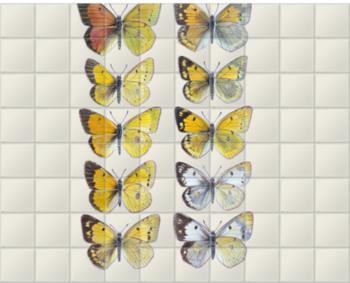 'Pieridae Clouded Yellow Butterflies' Ceramic Tile Mural