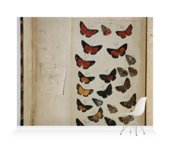 'Various Butterflies 2' Wallpaper Murals