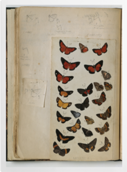 'Various Butterflies 2' Art prints