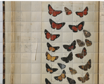 'Various Butterflies 2' Ceramic Tile Murals