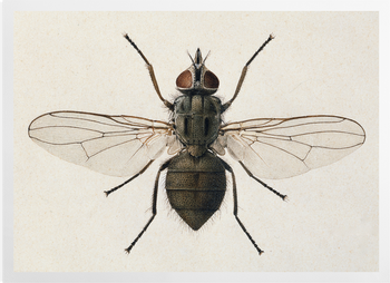 'Head Fly' Art Prints