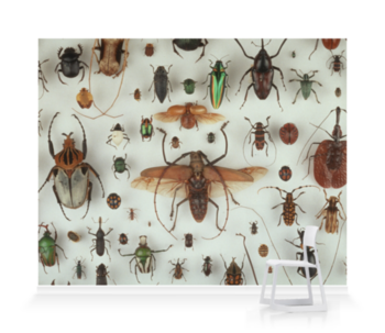 'A Collection of Beetles' Wallpaper Murals
