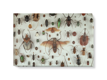 'A Collection of Beetles' Canvas wall art