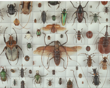'A Collection of Beetles' Ceramic Tile Murals