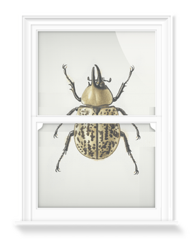 'Scarab Beetle' Decorative Window Films