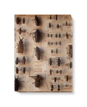 'Various Beetles 2' Canvas wall art