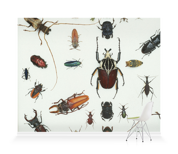 'Various Beetles 3' Wallpaper Mural