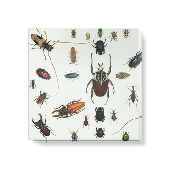 'Various Beetles 3' Canvas Wall Art