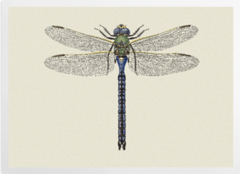'Dragonfly 3' Art Prints