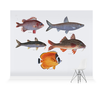 'Various Fish' Wallpaper Mural