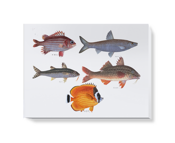 'Various Fish' Canvas Wall Art