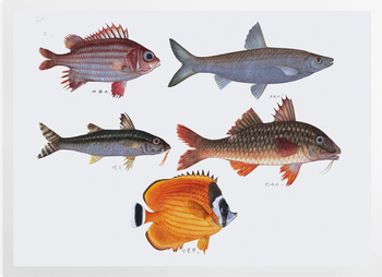 'Various Fish' Art Prints
