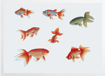 'Various Goldfish' Art Prints