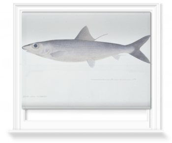 'Bonefish' Roller Blind