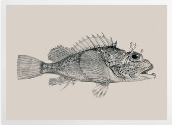 'South American Fish' Art Prints
