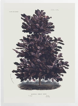 'Oak: Quercus robur nigra' Art Prints