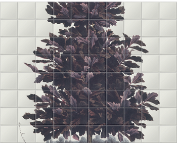 'Oak: Quercus robur nigra' Ceramic Tile Mural