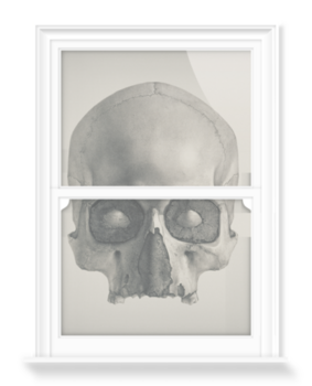 'Engraving of a Human Skull' Decorative Window Film