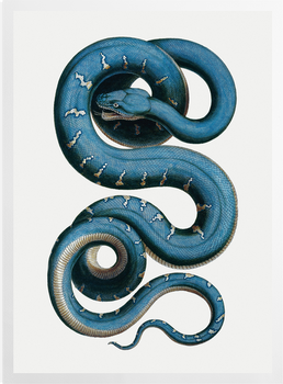 'Snake' Art Prints