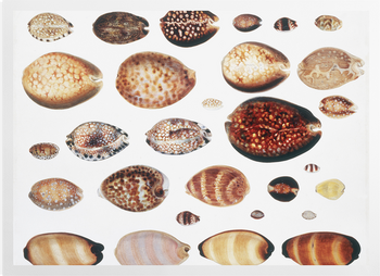 'Shells 3' Art prints