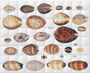 'Shells 3' Ceramic Tile Murals