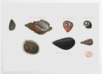 'Seven Shells' Art prints
