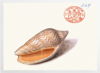 'Mollusc II' Art prints