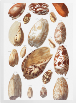 'Shells 4' Art prints