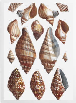 'Shells 6' Art prints