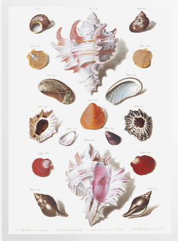 'Shells 7' Art Prints