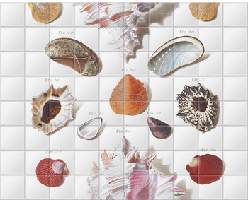 'Shells 7' Ceramic Tile Mural