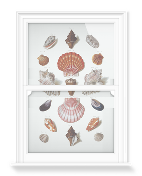 'Shells 8' Decorative Window Films