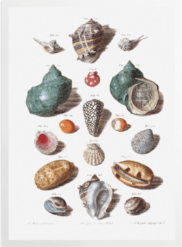 'Shells 9' Art Prints
