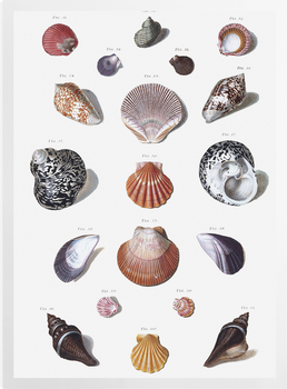'Shells 10' Art Prints