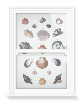 'Shells 10' Decorative Window Films