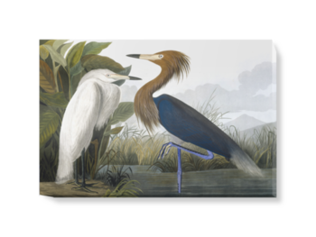 'Reddish Egret, Egretta Rufescens' Canvas Wall Art
