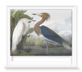 'Reddish Egret, Egretta Rufescens' Roller Blind